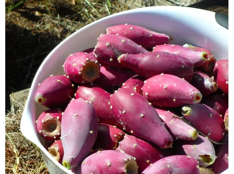 Frutti raccolti