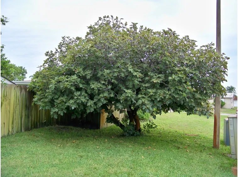 Un maestoso albero di fico