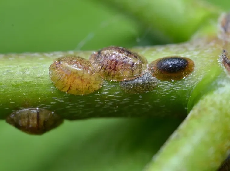 Cocciniglie ramo fico