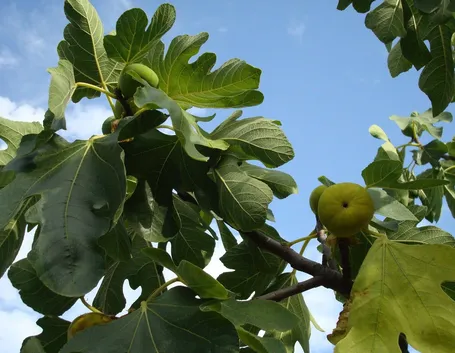 Albero di fichi