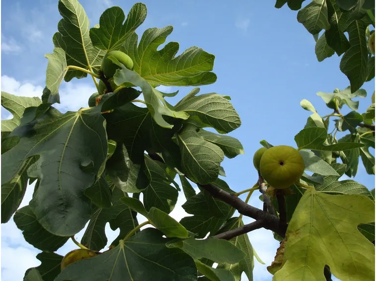 Albero di fichi