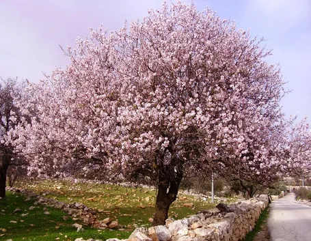 fioritura del mandorlo