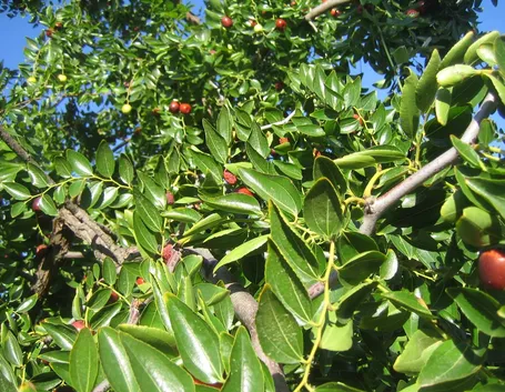 Foglie e frutti dell'albero di giuggiole.