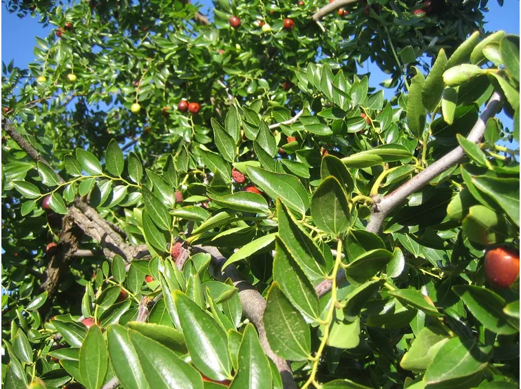 Foglie e frutti dell'albero di giuggiole.