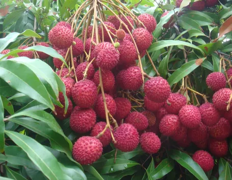 Frutti litchi