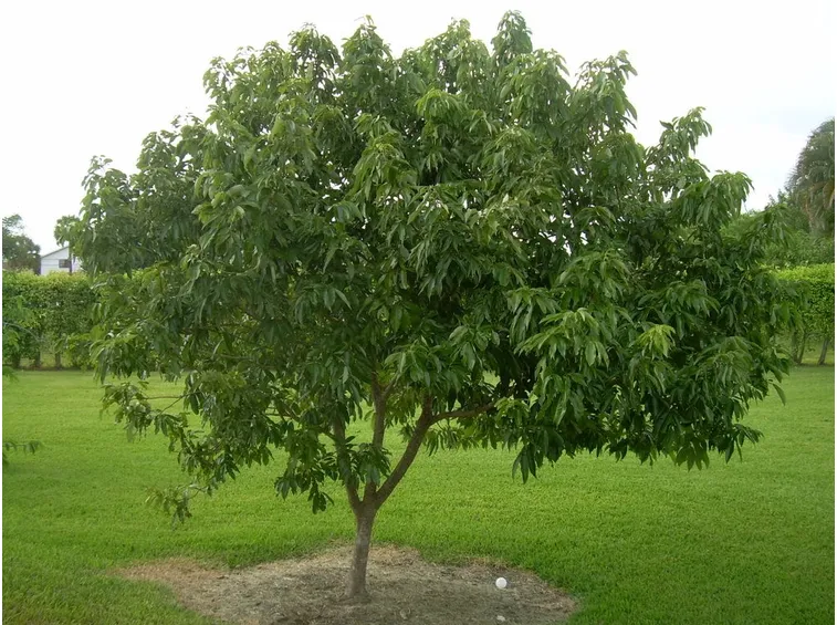 Albero litchi