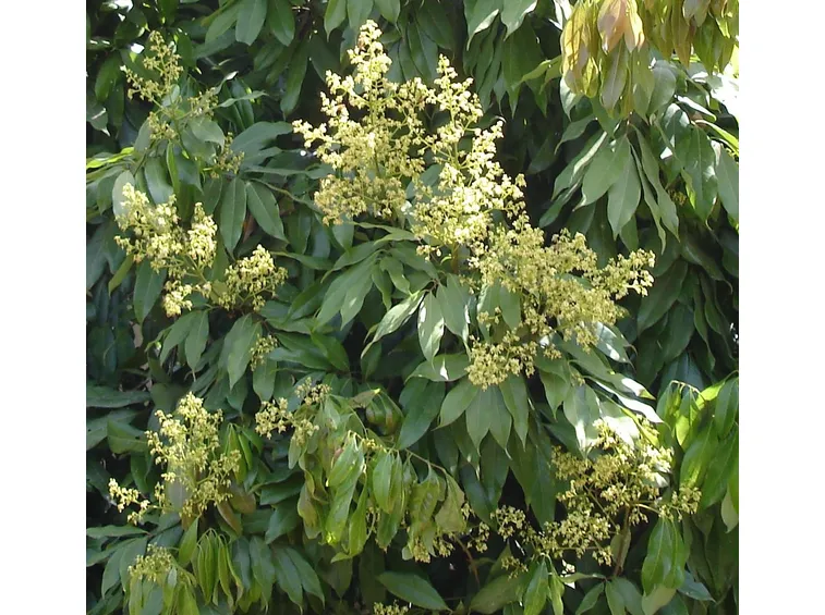 Fiori ciliegia della cina