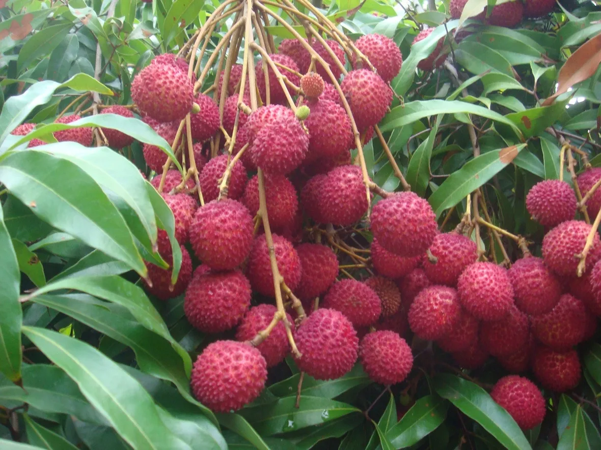 Frutti litchi