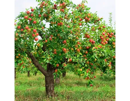 Melo frutti