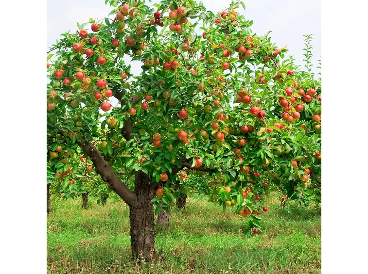 Melo frutti
