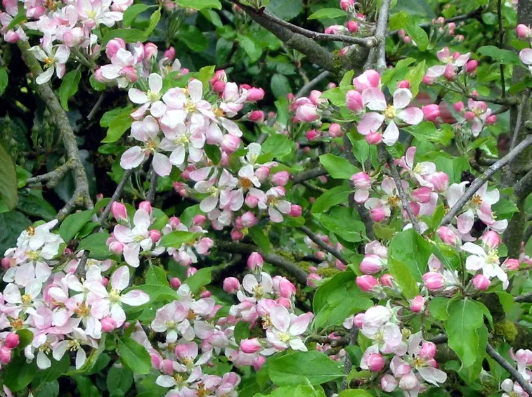 Fioritura melo