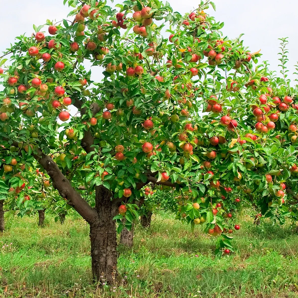 Melo frutti