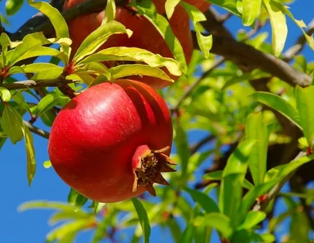 disegno botanico del melograno punica granatum