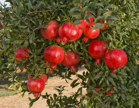 Frutti melograno