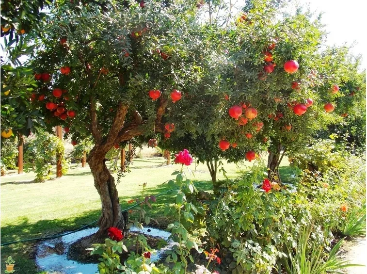 Alberi melograno