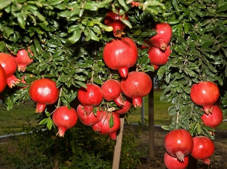 Pianta melograno frutti