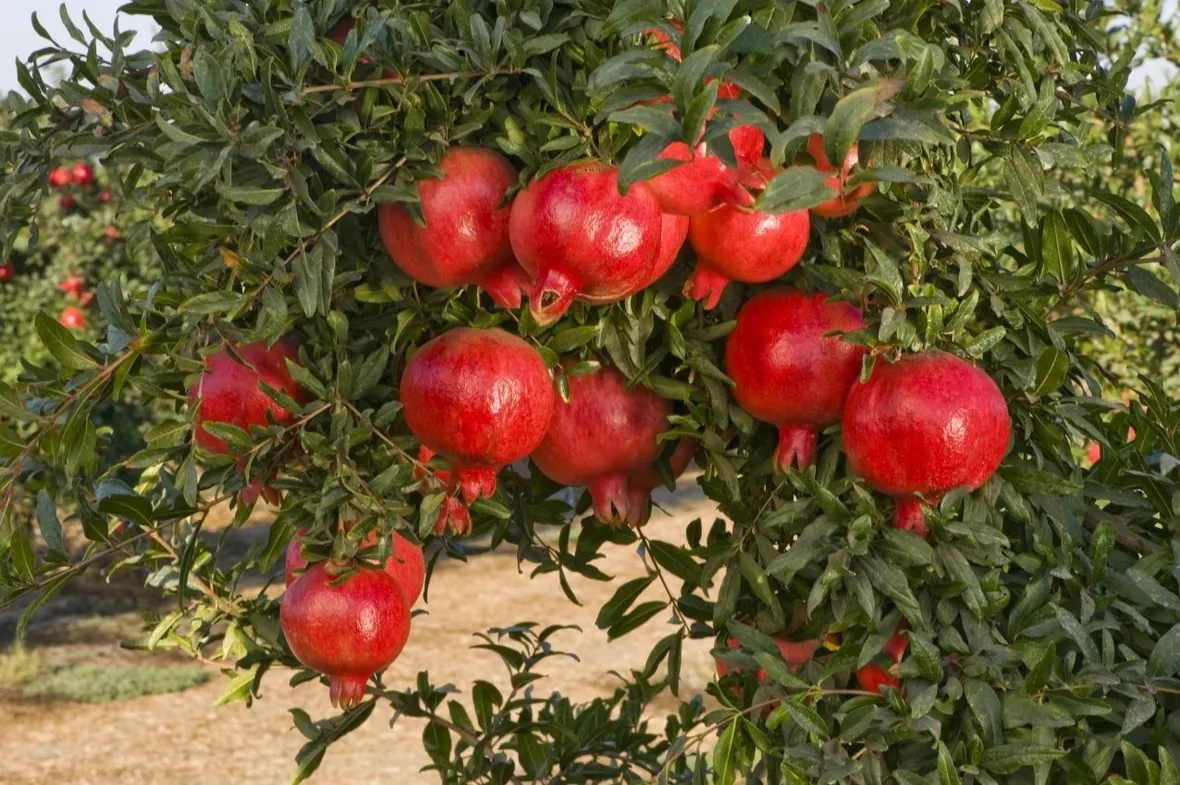 Frutti melograno