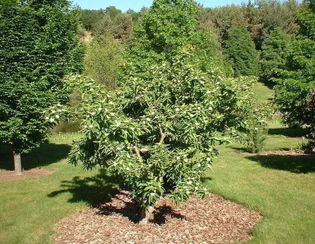 Albero nespolo giapponese