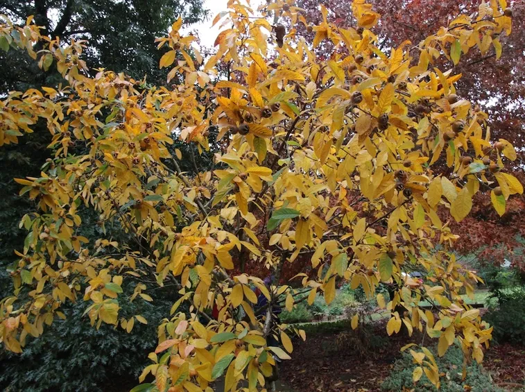 Nespolo autunno