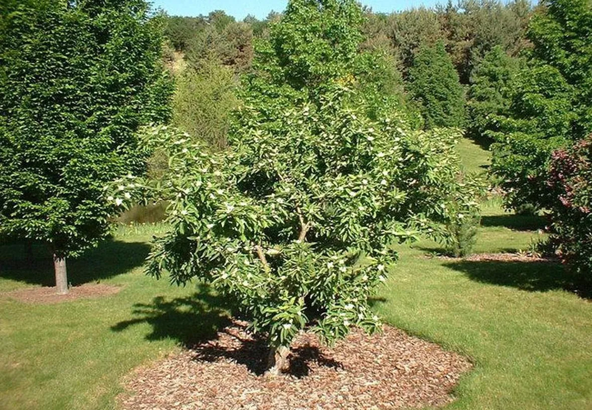 Albero nespolo giapponese