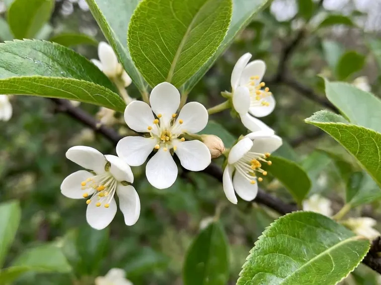 Nespolo fiorito