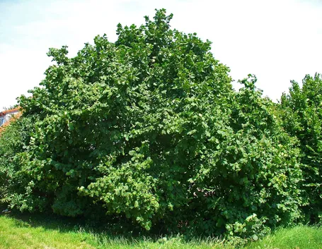 Esemplare di Corylus Avellana
