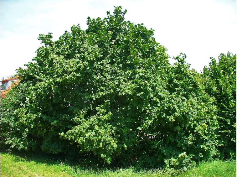 Esemplare di Corylus Avellana