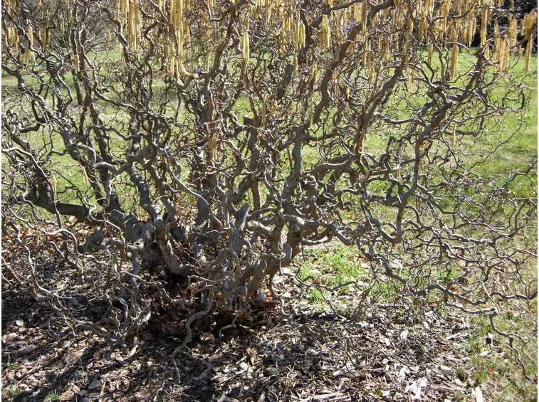 Fioritura del nocciolo contorto