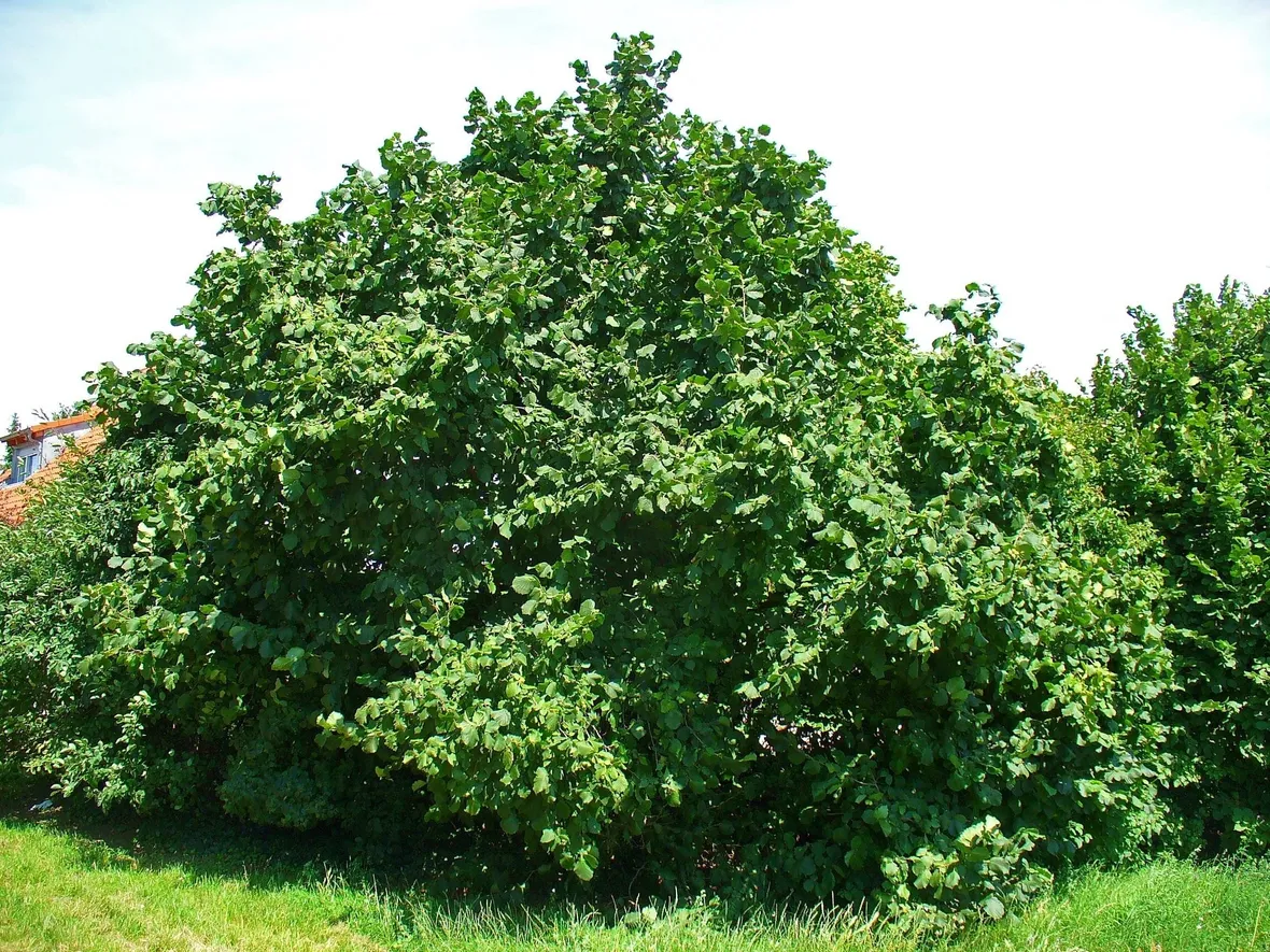 Esemplare di Corylus Avellana
