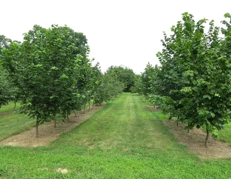 Albero nocciolo