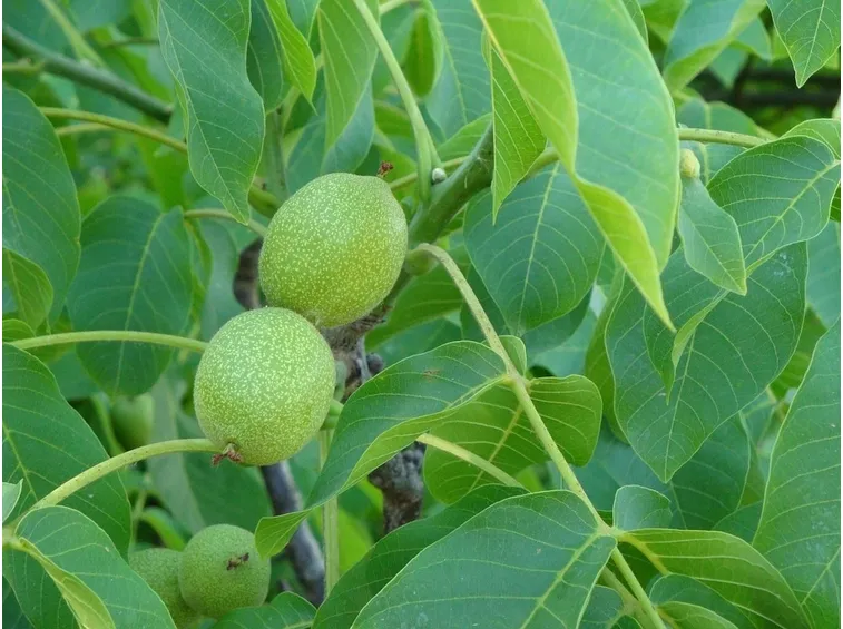 Foglie frutti noce