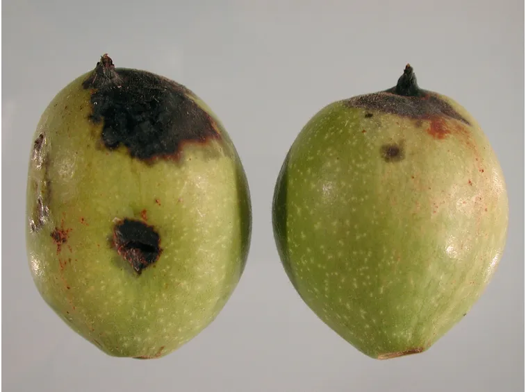 Noci frutta