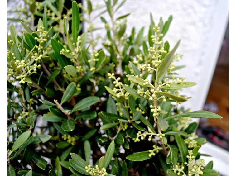 Olivo in fiore.
