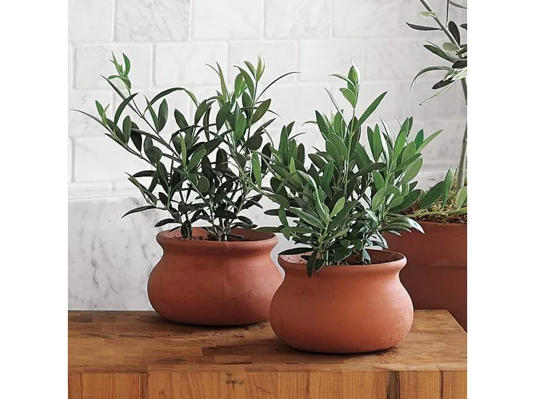 Olivo in vaso di terracotta.