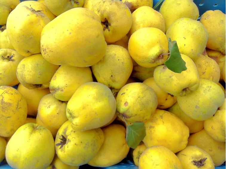 Raccolto di pere cotogne