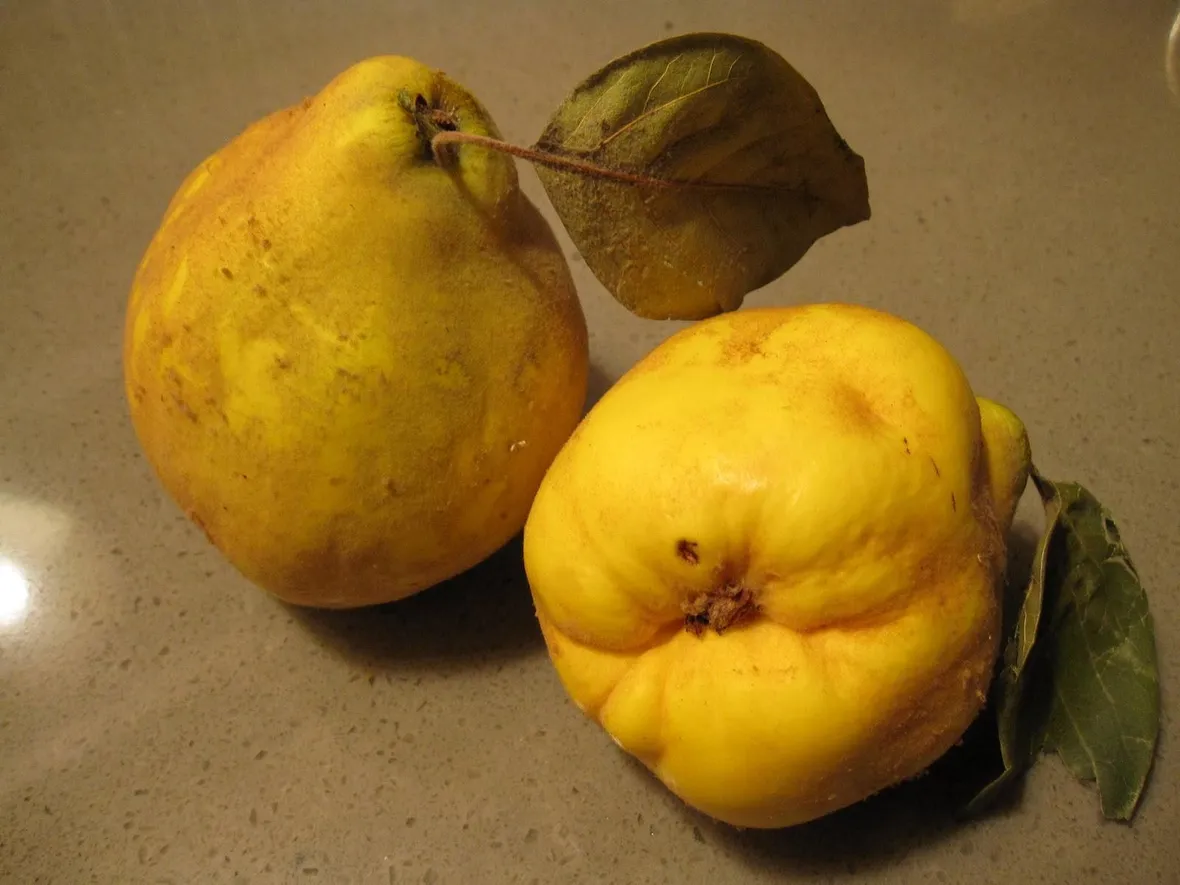 Frutti del pero cotogno
