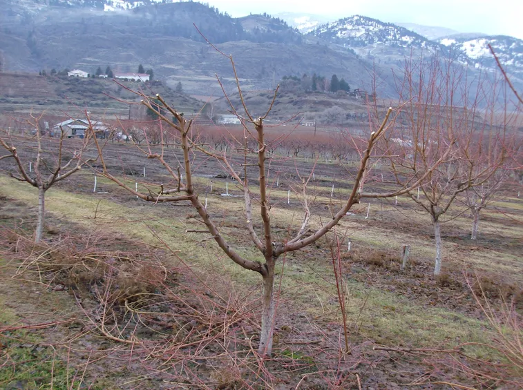 Potatura pesco