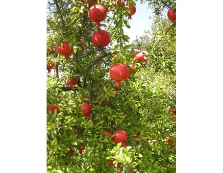 un esempio di pianta di melograno