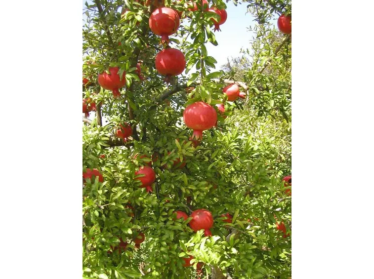 un esempio di pianta di melograno