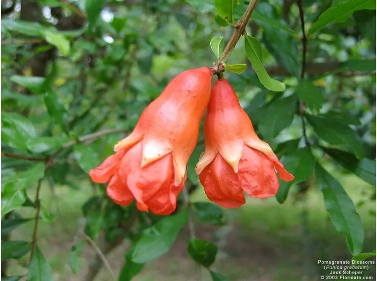 un fiore di melograno