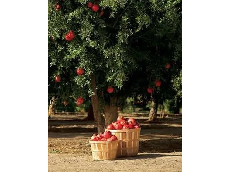 albero di melograno e cesta di frutta