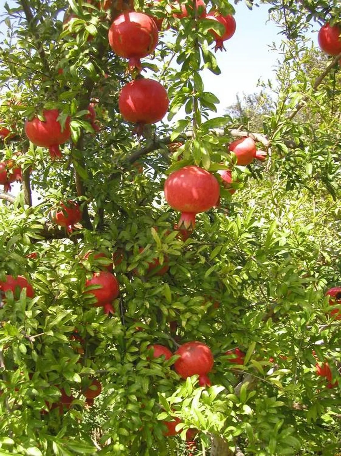 un esempio di pianta di melograno