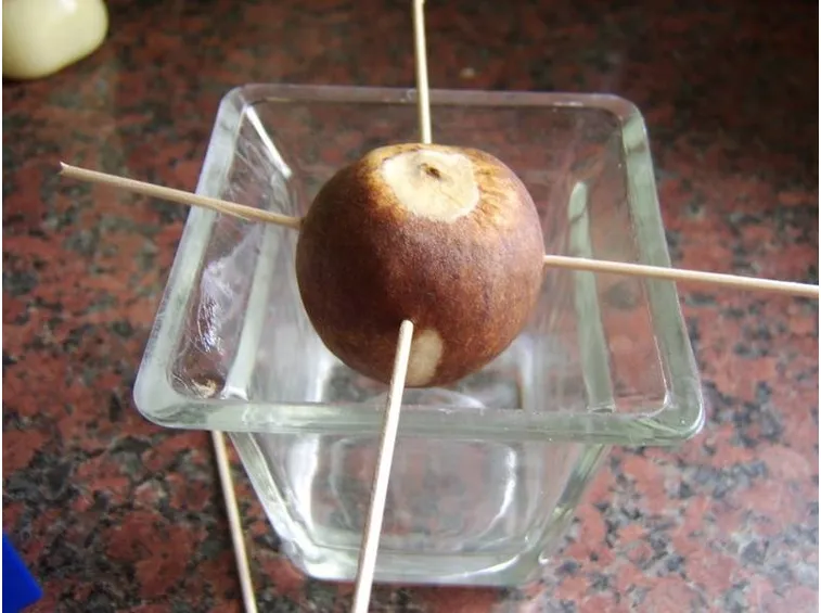 Preparazione del seme di avocado
