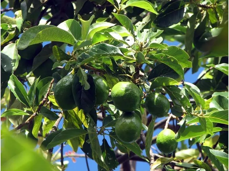 Pianta di avocado
