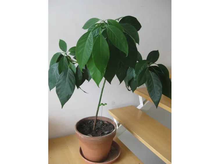 PIata di avocado in vaso