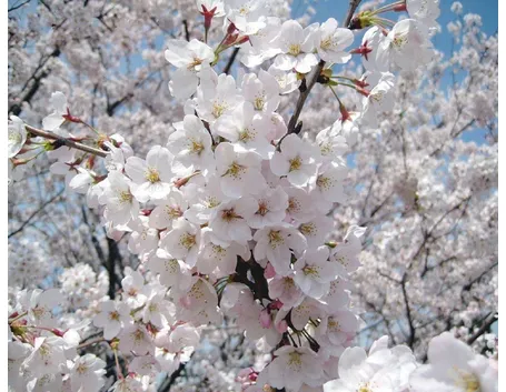 mandorlo in fiore