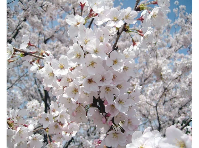 mandorlo in fiore