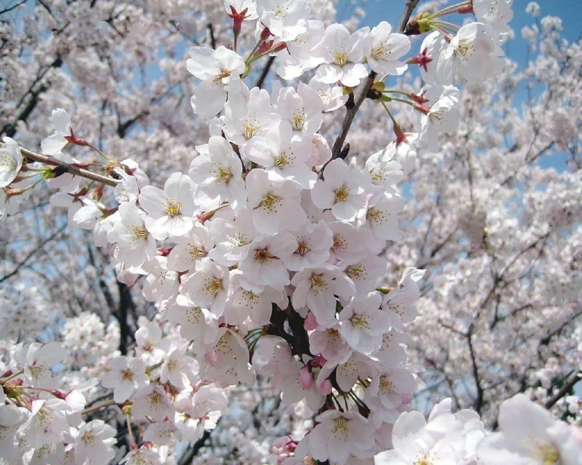 mandorlo in fiore