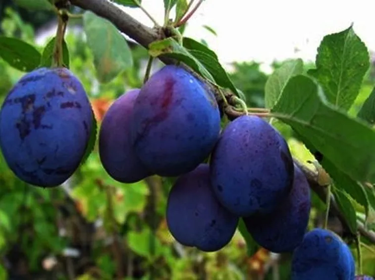 Frutti del susino europeo