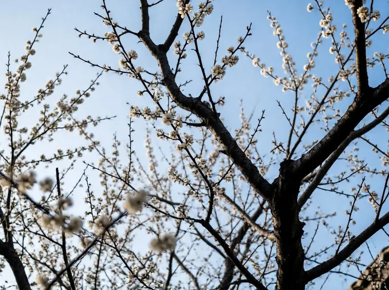 Esempio di susino cino-giapponese fiorito